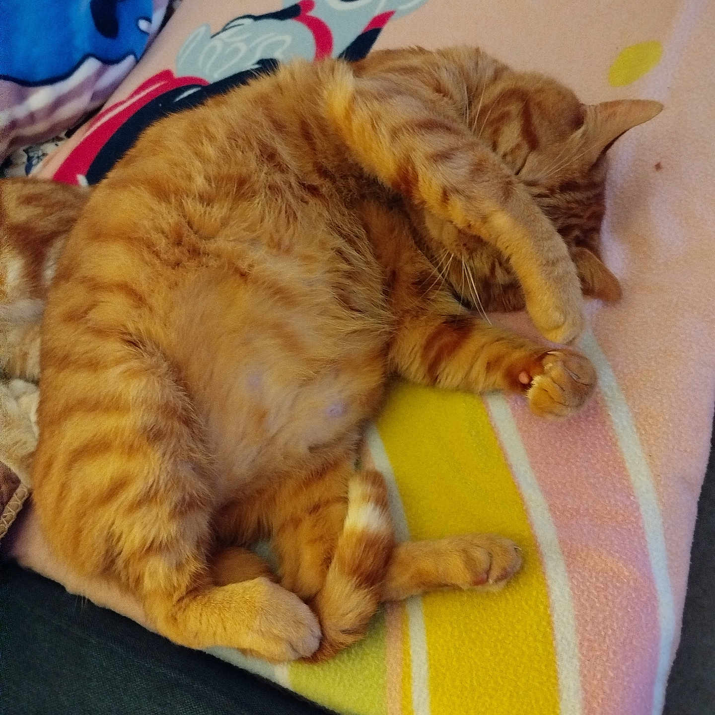 Garfield a rejoint le concours — aidez-le/la à gagner de superbes lots ! abyssinian, animal, bed, blanket, cat, chair, couch, cushion, electronics, furniture, homedecor, kitten, manx, mobilephone, person, pet, phone, quilt, sleeping, towel