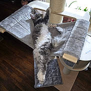 Abby a rejoint le concours — aidez-le/la à gagner de superbes lots ! cat, cat_tree, climbing, cozy, curtains, fluffy, furniture, gray_fur, indoor, kitten, paw, pet, plant, relaxation, scratching_post, stretching, sunlight, white_fur, window, wood_floor