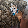 Upper participe au concours pour gagner de l'argent avec cette photo : dog, shiba_inu, puppy, pet, canine, portrait, sitting, lying_down, blue_harness, furry_blanket, couch, cushion, indoors, cozy, brown_fur, white_face, pointed_ears, animal, home, relaxed