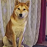 Upper a rejoint le concours — aidez-le/la à gagner de superbes lots ! dog, shiba_inu, canine, pet, sitting, portrait, indoors, curtains, cushion, chair, brown_fur, cream_fur, upright_ears, black_nose, dark_eyes, fluffy_tail, small_dog, home, rug, animal_photography