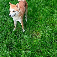 Upper participe au concours pour gagner de l'argent avec cette photo : dog, shiba_inu, canine, animal, pet, tan_fur, white_fur, curled_tail, pointed_ears, standing, grass, greenery, outdoor, nature, field, portrait, alert, fluffy_tail, four_legs, photograph