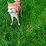 dog, shiba_inu, canine, animal, pet, tan_fur, white_fur, curled_tail, pointed_ears, standing, grass, greenery, outdoor, nature, field, portrait, alert, fluffy_tail, four_legs, photograph