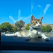 Nalla is registered to the contest to win money with this photo: cat, kitten, tabby, dashboard, car_interior, sunlight, blue_sky, reflection, outdoor, trees, road, collar, bell, animal, pet, cute, relaxed, daytime, nature, vehicle