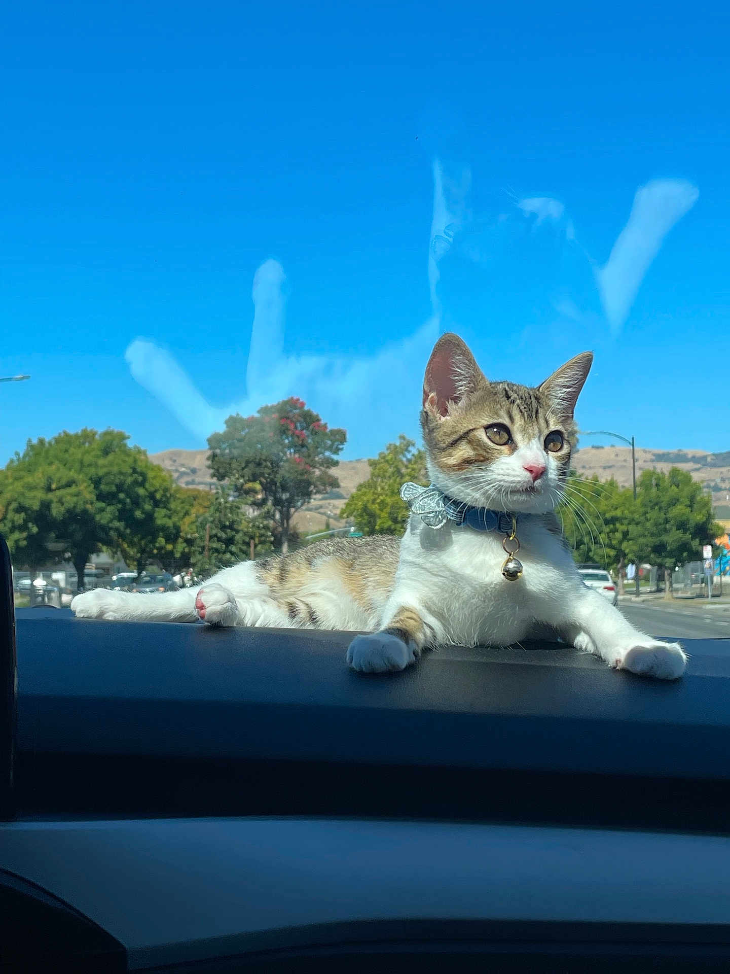 Nalla is registered to the contest to win money with this photo: cat, kitten, tabby, dashboard, car_interior, sunlight, blue_sky, reflection, outdoor, trees, road, collar, bell, animal, pet, cute, relaxed, daytime, nature, vehicle