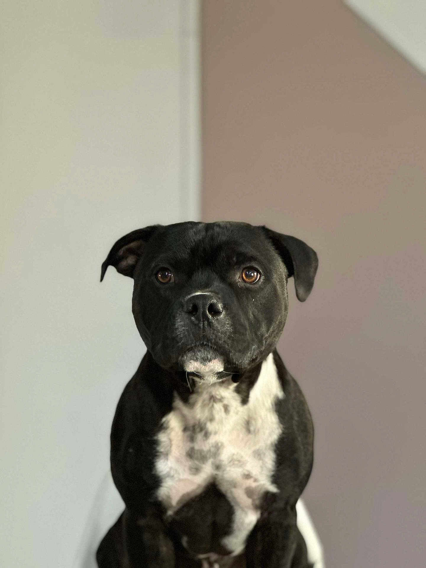Vodka a rejoint le concours — aidez-le/la à gagner de superbes lots ! dog, pet, black_and_white, portrait, indoor, animal, cute, sitting, calm, closeup, mammal, fur, face, ears, nose, eyes, whiskers, domestic_animal, friendly, background