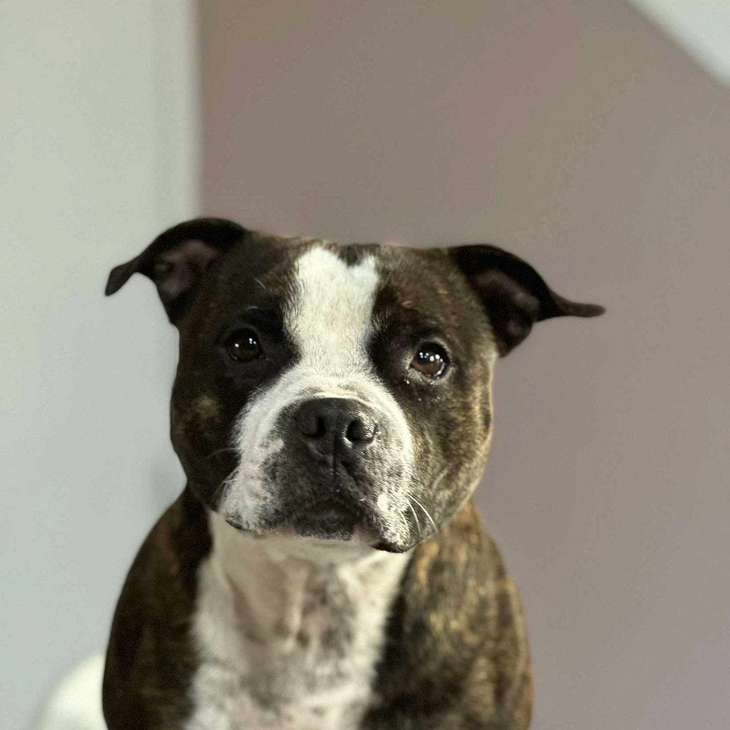 Urso a rejoint le concours — aidez-le/la à gagner de superbes lots ! animal, brindle, calm, closeup, companion, cute, dog, domestic, ears, eyes, face, focused, fur, indoor, looking, mammal, nose, pet, portrait, white