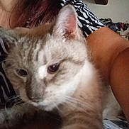 Grisouile participe au concours pour gagner de l'argent avec cette photo : animal, arm, blurred, candid, casual, cat, close_up, companion, cozy, curious, face_partially_visible, feline, fur, home, indoor, person, pet, table, whiskers, zebra_striped_clothing