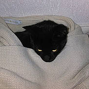 Pépète participe au concours pour gagner de l'argent avec cette photo : animal, black_cat, cat, comfort, cozy, curled_up, cute, eyes, fabric, feline, home, indoor, knitwear, pet, resting, soft, sweater, texture, warm, wrapped