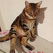 Dada participe au concours pour gagner de l'argent avec cette photo : cat, tabby, animal, pet, indoor, sitting, fur, whiskers, ears, shadow, wall, floral_pattern, curious, paw, striped, cute, mammal, feline, domestic_cat, resting