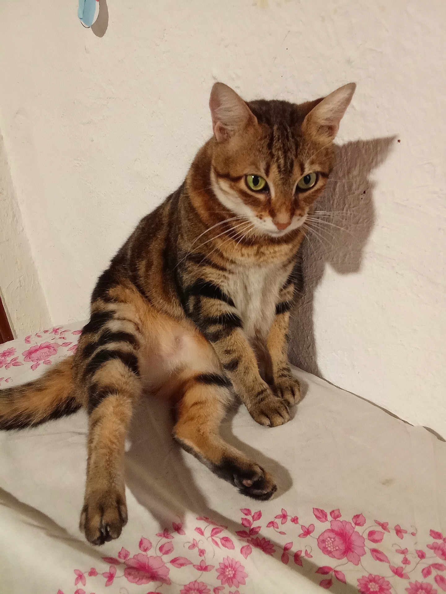 Dada participe au concours pour gagner de l'argent avec cette photo : cat, tabby, animal, pet, indoor, sitting, fur, whiskers, ears, shadow, wall, floral_pattern, curious, paw, striped, cute, mammal, feline, domestic_cat, resting
