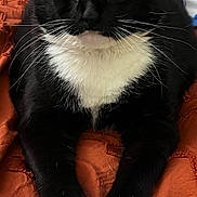 Sushi joined the competition — help win amazing prizes! cat, tuxedo_cat, black_and_white, paws, whiskers, yellow_eyes, pet, indoor, blanket, orange_blanket, fur, close_up, animal, cute, feline, relaxed, lying_down, portrait, domestic_cat