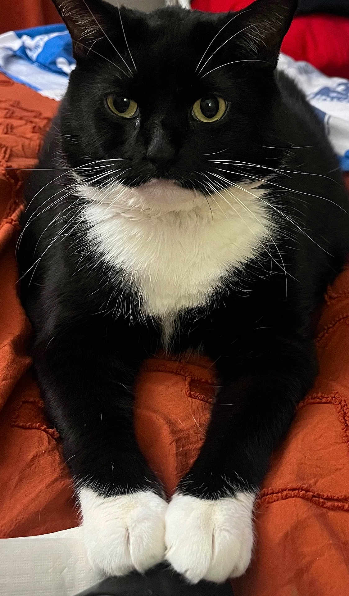 Sushi joined the competition — help win amazing prizes! cat, tuxedo_cat, black_and_white, paws, whiskers, yellow_eyes, pet, indoor, blanket, orange_blanket, fur, close_up, animal, cute, feline, relaxed, lying_down, portrait, domestic_cat