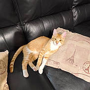 Bruce participe au concours pour gagner de l'argent avec cette photo : cat, orange_cat, white_cat, pet, animal, lying_down, relaxed, portrait, whiskers, ears, eyes, tail, paws, fur, leather_sofa, couch, pillow, indoor, home, cute