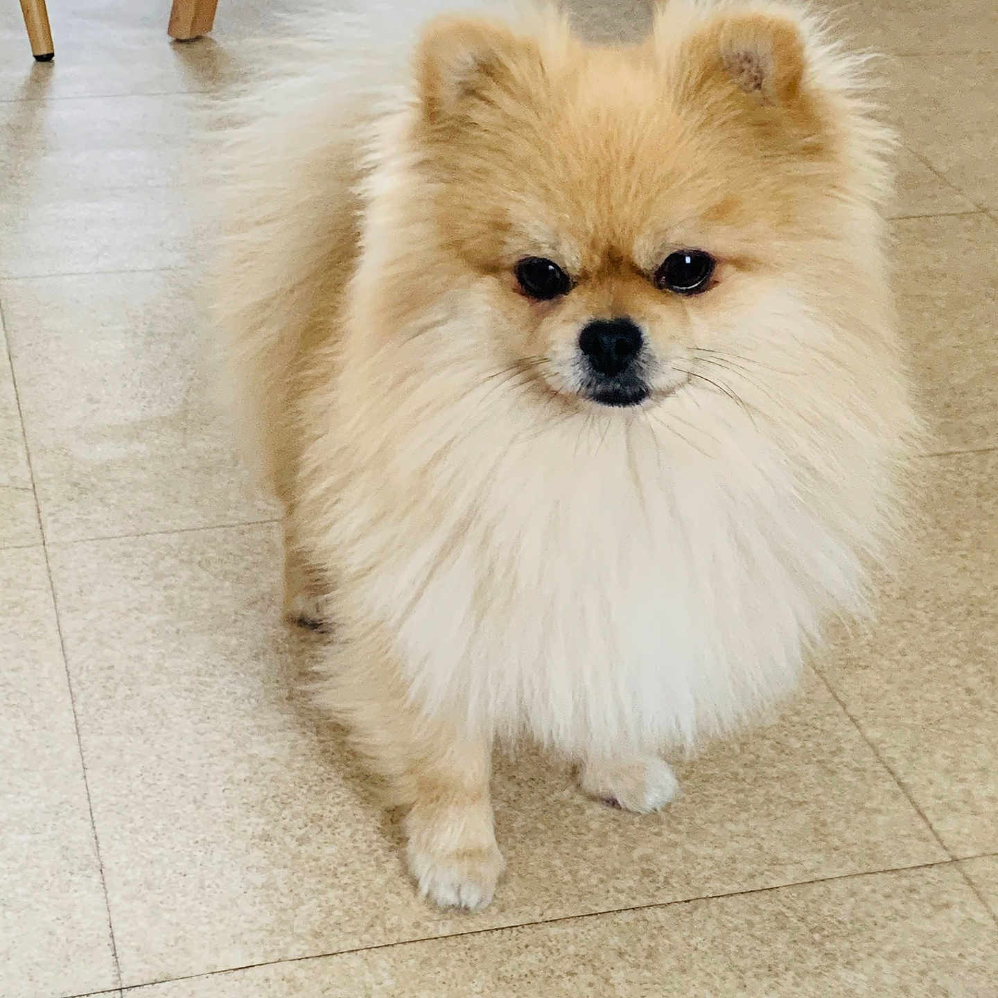 Narcos participe au concours pour gagner de l'argent avec cette photo : animal, canine, chow, cockerspaniel, dog, dogbed, eskimodog, hardwood, indoors, interiordesign, papillon, pet, puppy, tile, whitedog, wood