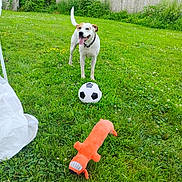 Wifi joined the competition — help win amazing prizes! dog, grass, soccer_ball, toy, outdoor, greenery, fence, pet, playful, summer, happy, animal, nature, yard, canine, toy_plush, tongue_out, white_dog, brown_spot, daylight
