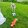 dog, grass, soccer_ball, toy, outdoor, greenery, fence, pet, playful, summer, happy, animal, nature, yard, canine, toy_plush, tongue_out, white_dog, brown_spot, daylight