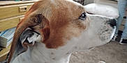 Wifi is registered to the contest to win money with this photo: animal, brown_and_white, canine, carpet, close_up, curious, dog, domestic, drawer, ears, eye, focus, furniture, household, indoor, jeans, mammal, person, pet, side_profile