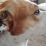 Wifi is registered to the contest to win money with this photo: animal, brown_and_white, canine, carpet, close_up, curious, dog, domestic, drawer, ears, eye, focus, furniture, household, indoor, jeans, mammal, person, pet, side_profile