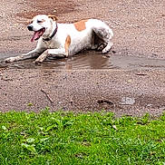 Wifi joined the competition — help win amazing prizes! animal, canine, collar, daytime, dirt, dog, grass, ground, happy, muddy, nature, outdoor, path, pet, playful, puddle, resting, summer, tongue_out, wet