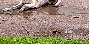 Wifi joined the competition — help win amazing prizes! animal, canine, collar, daytime, dirt, dog, grass, ground, happy, muddy, nature, outdoor, path, pet, playful, puddle, resting, summer, tongue_out, wet