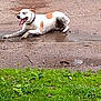 Wifi joined the competition — help win amazing prizes! animal, canine, collar, daytime, dirt, dog, grass, ground, happy, muddy, nature, outdoor, path, pet, playful, puddle, resting, summer, tongue_out, wet