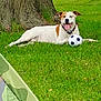 Wifi is registered to the contest to win money with this photo: dog, grass, tree, soccer_ball, outdoor, pet, animal, playful, brown, white, collar, tongue_out, relaxed, summer, nature, canine, paw, park, daytime, fun