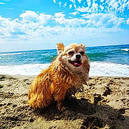 Salomé a rejoint le concours — aidez-le/la à gagner de superbes lots ! dog, beach, sand, ocean, waves, sky, clouds, sunny, pet, outdoor, animal, happy, tongue_out, fluffy, nature, sea, water, smiling, daytime, relaxation