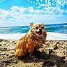 dog, beach, sand, ocean, waves, sky, clouds, sunny, pet, outdoor, animal, happy, tongue_out, fluffy, nature, sea, water, smiling, daytime, relaxation