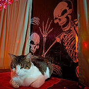 Sabstain is registered to the contest to win money with this photo: animal, background, cat, cloth, cozy, curtain, decorations, feline, halloween, indoor, lighting, orange_light, pet, purple_light, red_cloth, relaxed, skeleton_poster, spooky, tabby_cat, table