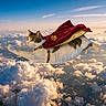 adventure, animal, cape, cat, clouds, costume, cute, fantasy, flying, fur, hero, imagination, mammal, outdoor, pet, playful, sky, sunset, superhero, whiskers