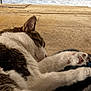 cat, sleeping_cat, tabby_cat, white_fur, paws, whiskers, close_up, nap, relaxed, coastal_background, ocean, waves, seaside, stone_steps, sunlight, texture, pet, domestic_cat, outdoor, portrait