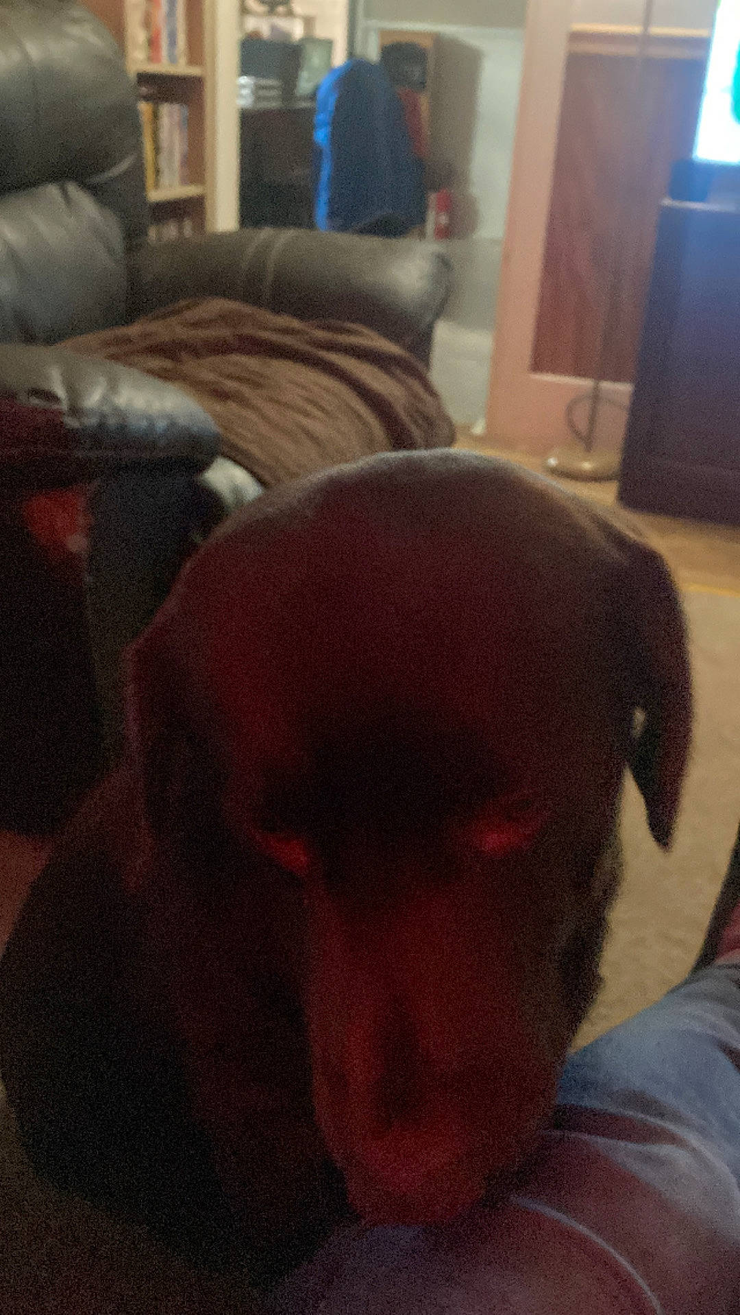 Stubby joined the competition — help win amazing prizes! carnivore, cloud, comfort, companion_dog, dog, dog_breed, flooring, fur, guard_dog, hardwood, human_leg, liver, nap, sky, snout, sporting_group, television, whiskers, wood, working_animal