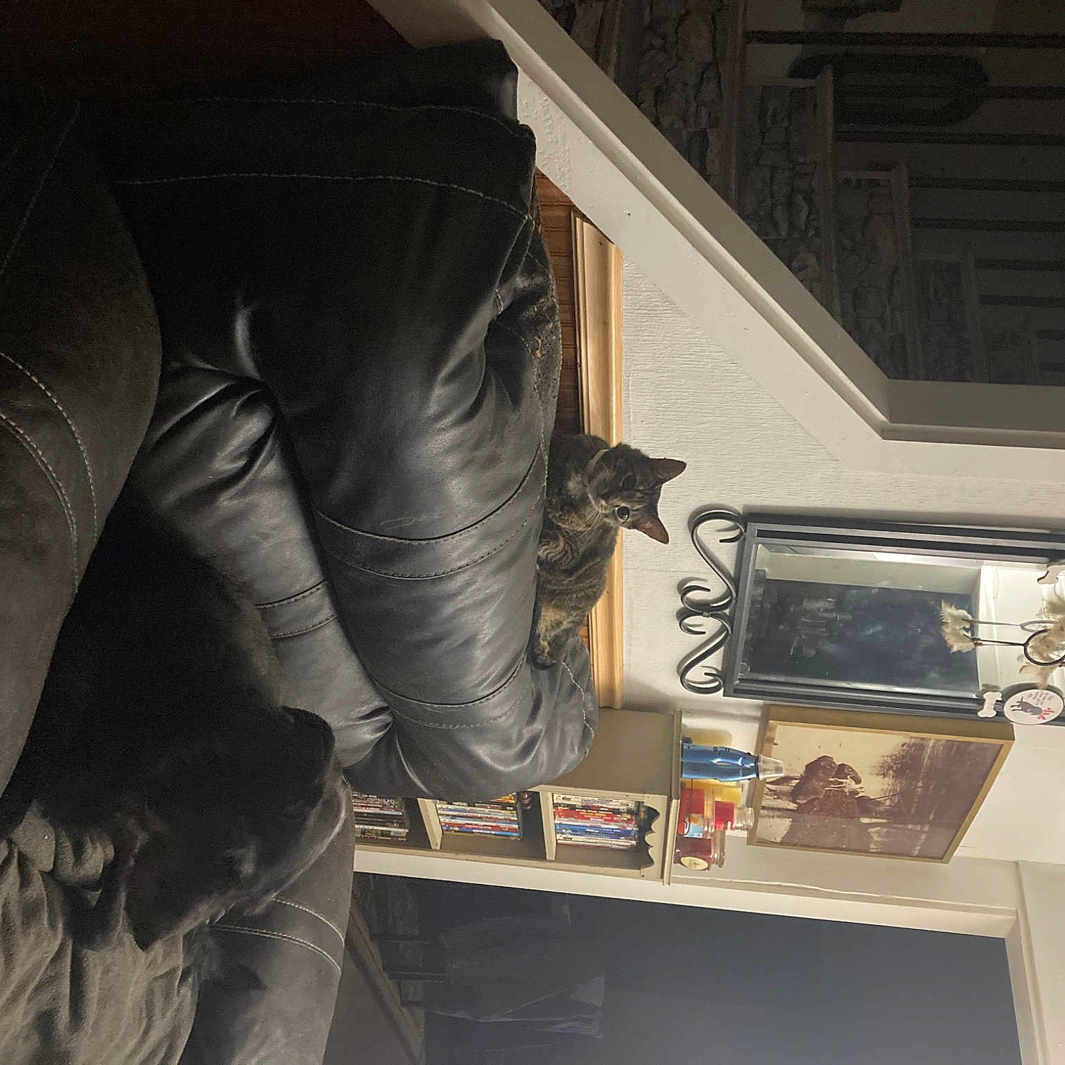 Daisy is registered to the contest to win money with this photo: audio_equipment, bookcase, ceiling, chair, comfort, darkness, denim, elbow, flooring, human_leg, knee, picture_frame, plaster, room, shelf, shelving, sitting, television, thigh, waist