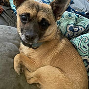 Rover joined the competition — help win amazing prizes! dog, pet, small_dog, brown_fur, ears, eyes, collar, couch, blanket, indoor, fur, animal, cute, portrait, looking, resting, close_up, home, comfort, curious