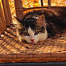 Eevee a rejoint le concours — aidez-le/la à gagner de superbes lots ! animal, autumn, calico, cat, crouching, eyes, face, fluffy, fur, kitten, leaves, nose, outdoor, pet, portrait, rustic, warm_lighting, whiskers, wicker_chair, woven_texture