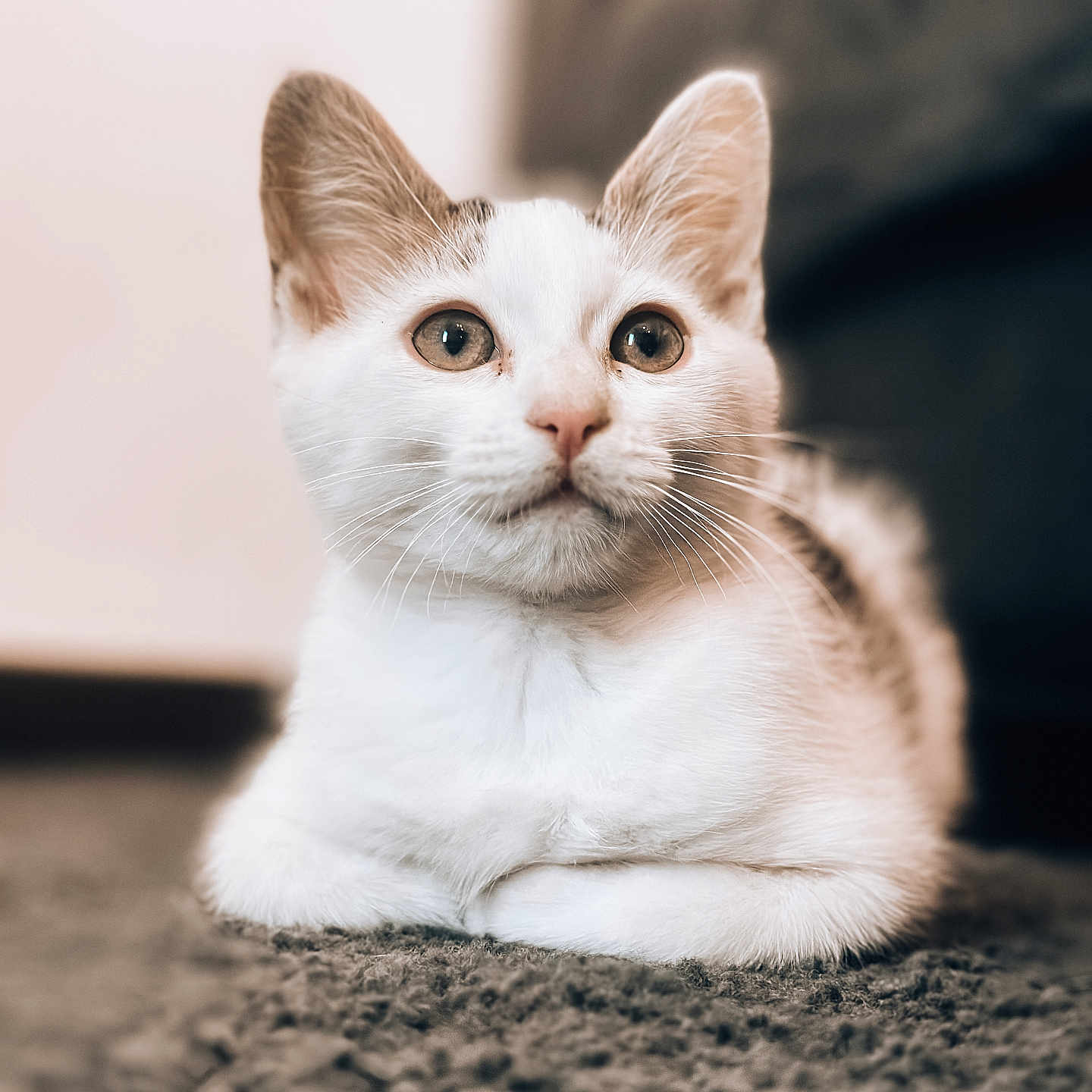 Zouki a rejoint le concours — aidez-le/la à gagner de superbes lots ! abyssinian, angora, animal, cat, kitten, manx, pet, siamese