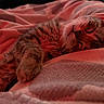 cat, kitten, sleeping, cozy, tabby, fur, paw, blanket, soft, indoor, resting, relaxed, cute, pet, animal, closeup, warm_light, comfort, peaceful, nap