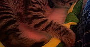 Milo is registered to the contest to win money with this photo: kitten, tabby, cat, plush_toy, snake_toy, cuddling, pet, indoor, cozy, soft, fur, striped, animal, cute, sleepy, laying, comfort, toy, bed, warm_lighting