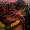kitten, tabby, cat, plush_toy, snake_toy, cuddling, pet, indoor, cozy, soft, fur, striped, animal, cute, sleepy, laying, comfort, toy, bed, warm_lighting