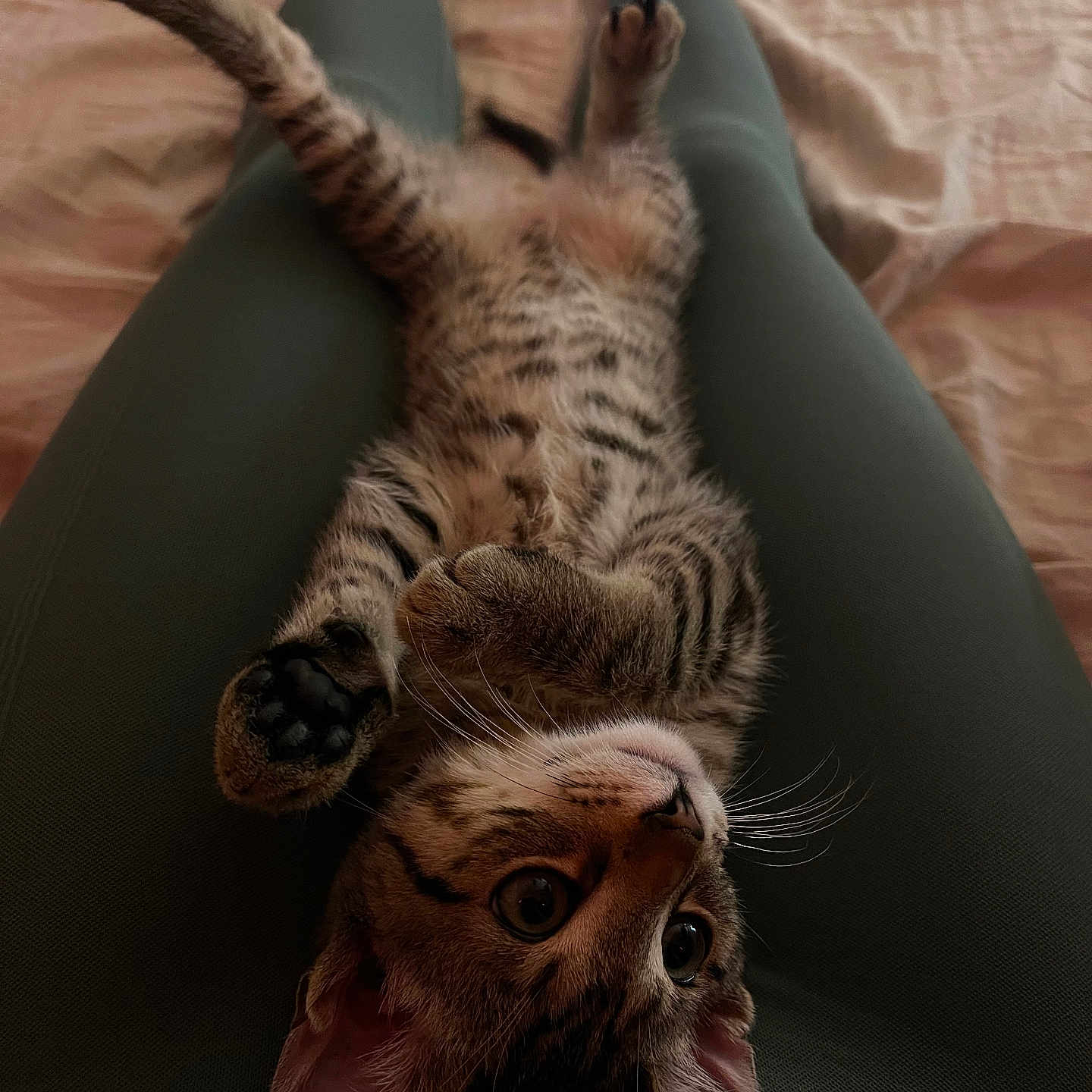Milo