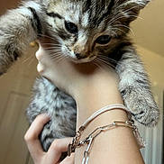Milo is registered to the contest to win money with this photo: kitten, tabby, cat, pet, animal, feline, cute, young, hand, bracelet, indoor, closeup, fur, whiskers, ears, curious, holding, domestic, soft_light, background_blur
