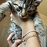 kitten, tabby, cat, pet, animal, feline, cute, young, hand, bracelet, indoor, closeup, fur, whiskers, ears, curious, holding, domestic, soft_light, background_blur