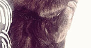 Itachi is registered to the contest to win money with this photo: animal, black_kitten, blanket, cat, closeup, cozy, cute, feline, fur, indoor, nap, paw, pet, relaxing, resting, sleeping, soft_light, striped_pattern, whiskers, young_cat