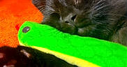 Itachi is registered to the contest to win money with this photo: cat, black_cat, sleeping, plush_toy, snake_toy, orange_blanket, cozy, indoor, pet, feline, soft_texture, closeup, resting, cute, animal, domestic_animal, fur, paw, whiskers, relaxation