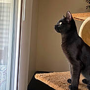 Itachi joined the competition — help win amazing prizes! cat, black_cat, cat_tree, indoor, window, pet, feline, looking_out, side_view, animal, fur, alert, domestic_cat, home, natural_light, soft_light, standing, curious, quiet, cozy