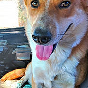 Mayul joined the competition — help win amazing prizes! dog, pet, canine, animal, tongue_out, close_up, indoor, car_interior, seat, sunlight, brown_fur, white_fur, happy, ears, paw, nose, face, window, vehicle, smiling
