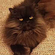 Onyx a rejoint le concours — aidez-le/la à gagner de superbes lots ! cat, fluffy, brown, yellow_eyes, pet, indoor, resting, feline, texture, fabric, cozy, animal, portrait, closeup, whiskers, paw, fur, laying, relaxed, cute