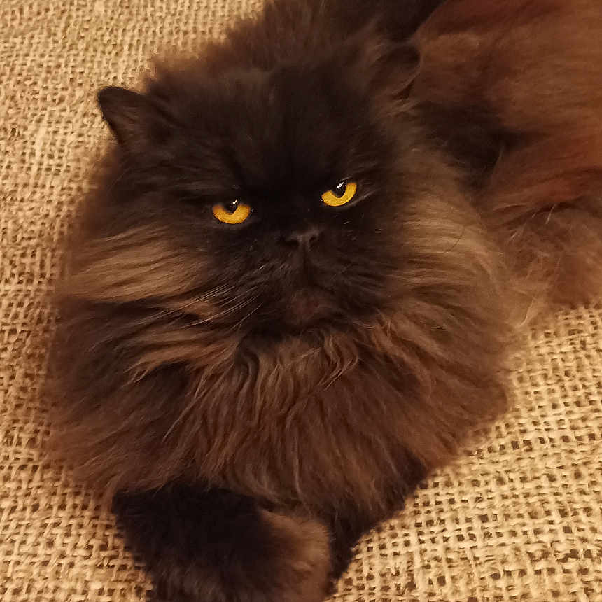 Onyx a rejoint le concours — aidez-le/la à gagner de superbes lots ! animal, brown, cat, closeup, cozy, cute, fabric, feline, fluffy, fur, indoor, laying, paw, pet, portrait, relaxed, resting, texture, whiskers, yellow_eyes