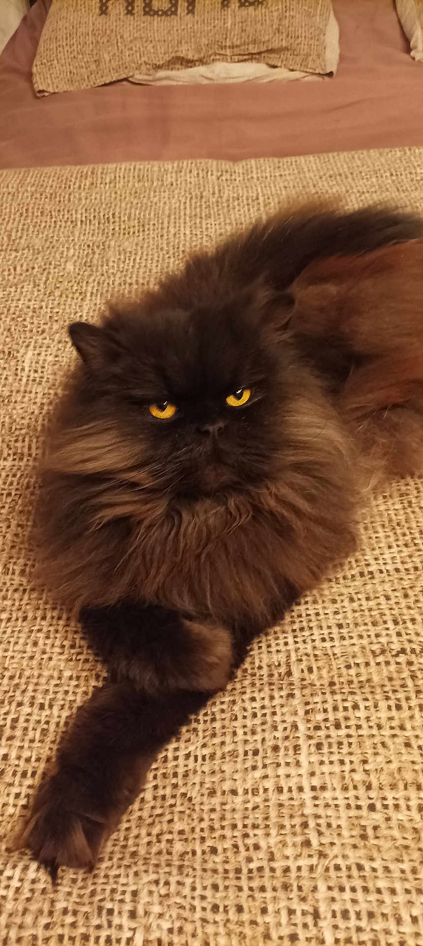 Onyx a rejoint le concours — aidez-le/la à gagner de superbes lots ! cat, fluffy, brown, yellow_eyes, pet, indoor, resting, feline, texture, fabric, cozy, animal, portrait, closeup, whiskers, paw, fur, laying, relaxed, cute