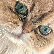 Umporio a rejoint le concours — aidez-le/la à gagner de superbes lots ! adorable, animal, cat, close_up, cute, domestic_cat, face, feline, fluffy, fur, green_eyes, macro, muzzle, natural_light, nose, pet, portrait, sharp_focus, soft, whiskers
